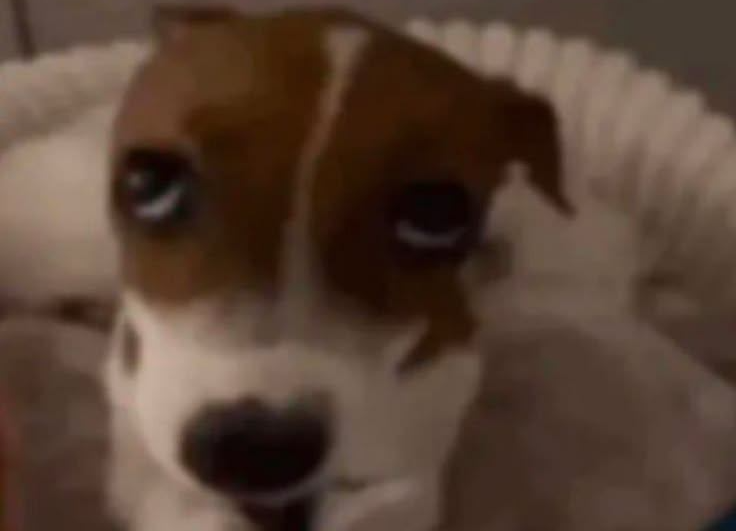 Doguinho